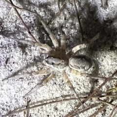 Unidentified Spider (Araneae) at Brunswick Heads, NSW - 28 Oct 2023 by LockyC