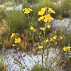 Goodenia stelligera (Wallum Goodenia) at Brunswick Heads, NSW - 24 Oct 2023 by LockyC