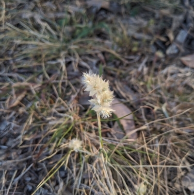 Rytidosperma carphoides (Short Wallaby Grass) at Cantor Crescent Woodland, Higgins - 2 Nov 2023 by MattM