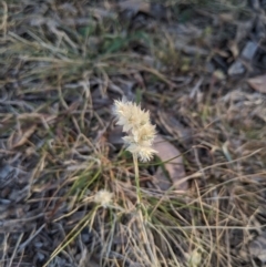 Rytidosperma carphoides (Short Wallaby Grass) at Higgins, ACT - 2 Nov 2023 by MattM