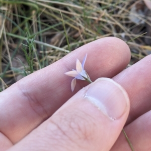 Wahlenbergia luteola at Higgins, ACT - 2 Nov 2023 06:23 PM