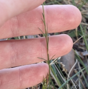 Wahlenbergia luteola at Higgins, ACT - 2 Nov 2023