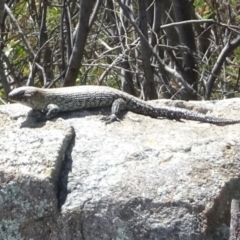 Egernia cunninghami (Cunningham's Skink) at Tuggeranong, ACT - 1 Nov 2023 by GirtsO