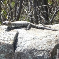 Egernia cunninghami (Cunningham's Skink) at Tuggeranong, ACT - 31 Oct 2023 by GirtsO