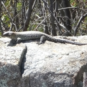 Egernia cunninghami at Tuggeranong, ACT - 1 Nov 2023