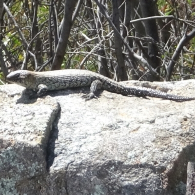 Egernia cunninghami (Cunningham's Skink) at Tuggeranong, ACT - 31 Oct 2023 by GirtsO