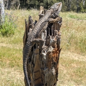 Pogona barbata at Burrinjuck, NSW - 2 Nov 2023