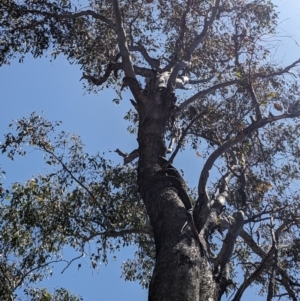 Varanus varius at Burrinjuck, NSW - 2 Nov 2023