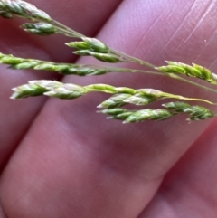 Poa sp. CNM1 (under review, formerly Poa meionectes) (Snow Grass) at Aranda, ACT - 2 Nov 2023 by lbradley