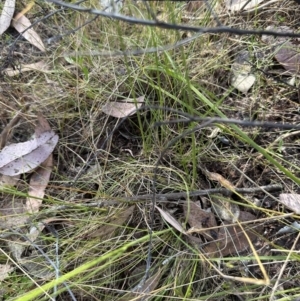 Poa sp. CNM1 (under review, formerly Poa meionectes) at Aranda, ACT - 2 Nov 2023