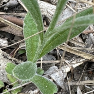 Coronidium scorpioides at Aranda, ACT - 2 Nov 2023