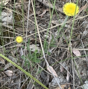 Coronidium scorpioides at Aranda, ACT - 2 Nov 2023