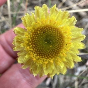 Coronidium scorpioides at Aranda, ACT - 2 Nov 2023