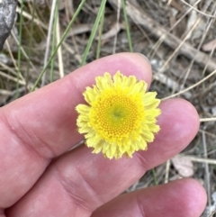 Coronidium scorpioides at Aranda, ACT - 2 Nov 2023