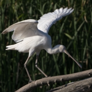 Platalea flavipes at Fyshwick, ACT - 2 Nov 2023