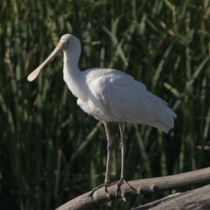 Platalea flavipes at Fyshwick, ACT - 2 Nov 2023