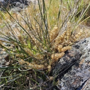 Lomandra multiflora at Belconnen, ACT - 22 Oct 2023