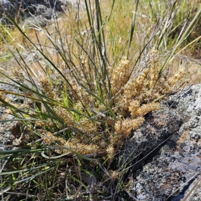 Lomandra multiflora (Many-flowered Matrush) at The Pinnacle - 22 Oct 2023 by sangio7