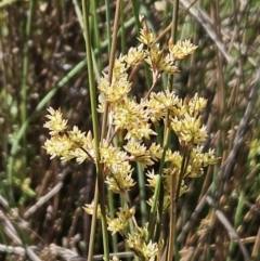 Juncus subsecundus (Finger Rush) at The Pinnacle - 21 Oct 2023 by sangio7