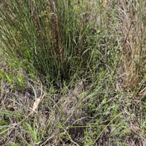 Juncus subsecundus at The Pinnacle - 22 Oct 2023 10:59 AM