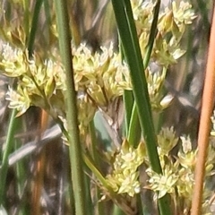 Juncus subsecundus at The Pinnacle - 22 Oct 2023 10:59 AM