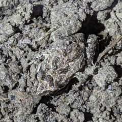 Crinia sp. (genus) at Stromlo, ACT - 2 Nov 2023 by HelenCross