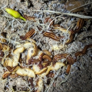 Anzoplana trilineata at Stromlo, ACT - 2 Nov 2023 08:32 PM