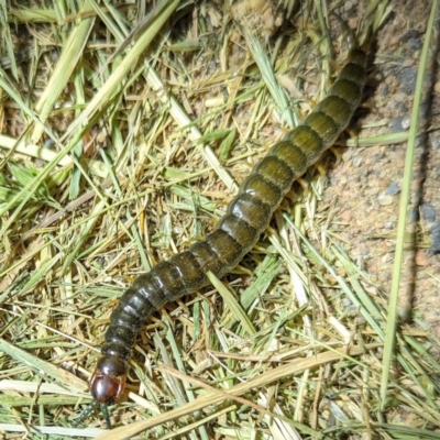 Scolopendromorpha (order) (A centipede) at Stromlo, ACT - 2 Nov 2023 by HelenCross