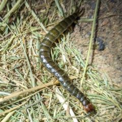 Scolopendromorpha (order) at Lions Youth Haven - Westwood Farm A.C.T. - 2 Nov 2023 08:27 PM