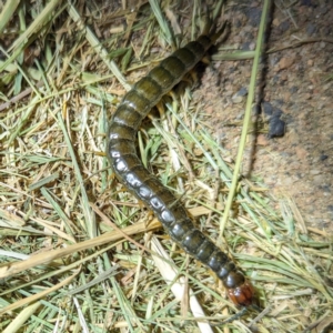 Scolopendromorpha (order) at Lions Youth Haven - Westwood Farm A.C.T. - 2 Nov 2023 08:27 PM