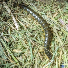 Scolopendromorpha (order) at Lions Youth Haven - Westwood Farm A.C.T. - 2 Nov 2023 08:27 PM