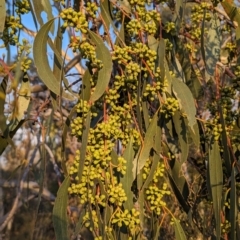 Eucalyptus pauciflora subsp. pauciflora (White Sally, Snow Gum) at Tuggeranong, ACT - 2 Nov 2023 by HelenCross