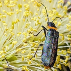 Chauliognathus lugubris (Plague Soldier Beetle) at Acton, ACT - 2 Nov 2023 by HelenCross