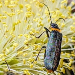 Chauliognathus lugubris (Plague Soldier Beetle) at ANBG - 2 Nov 2023 by HelenCross