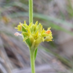 Pimelea curviflora var. sericea (Curved Riceflower) at Tuggeranong, ACT - 2 Nov 2023 by HelenCross