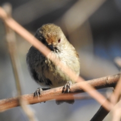 Acanthiza pusilla (Brown Thornbill) at Tuggeranong, ACT - 2 Nov 2023 by HelenCross