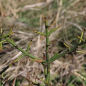 Discaria pubescens at Dry Plain, NSW - 30 Sep 2023