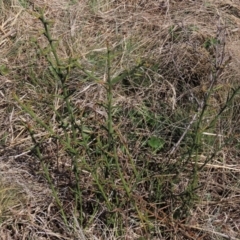 Discaria pubescens at Dry Plain, NSW - 30 Sep 2023