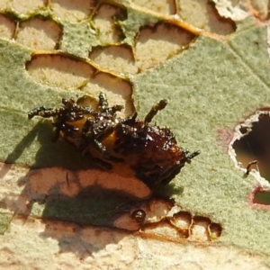 Hypertrophidae sp. (family) at Tuggeranong, ACT - 2 Nov 2023 05:24 PM