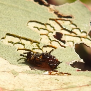 Hypertrophidae sp. (family) at Tuggeranong, ACT - 2 Nov 2023 05:24 PM