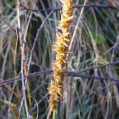 Carex appressa (Tall Sedge) at Tuggeranong, ACT - 2 Nov 2023 by HelenCross