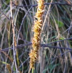 Carex appressa at Tuggeranong, ACT - 2 Nov 2023 05:42 PM