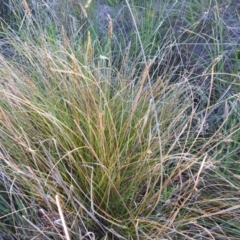 Carex appressa at Tuggeranong, ACT - 2 Nov 2023 05:42 PM