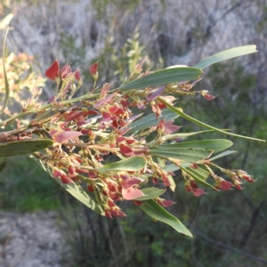 Daviesia mimosoides subsp. mimosoides at Tuggeranong, ACT - 2 Nov 2023 05:48 PM