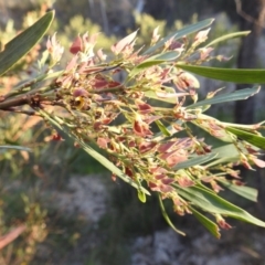 Daviesia mimosoides subsp. mimosoides at Tuggeranong, ACT - 2 Nov 2023 05:48 PM