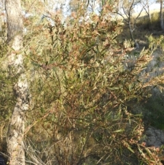 Daviesia mimosoides subsp. mimosoides at Tuggeranong, ACT - 2 Nov 2023 05:48 PM