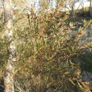 Daviesia mimosoides subsp. mimosoides at Tuggeranong, ACT - 2 Nov 2023 05:48 PM