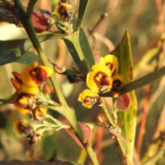 Daviesia mimosoides subsp. mimosoides at Tuggeranong, ACT - 2 Nov 2023 05:48 PM