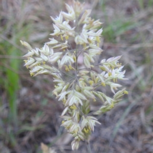 Holcus lanatus at Tuggeranong, ACT - 2 Nov 2023 05:51 PM