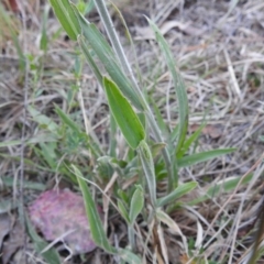 Holcus lanatus at Tuggeranong, ACT - 2 Nov 2023 05:51 PM